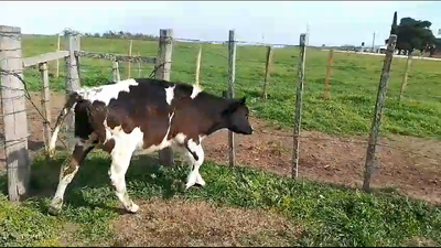 Lote Terneros Holando 140kg -  en Mundo Azul