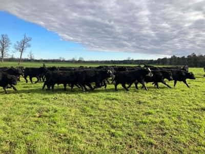Lote 100 Ternero en Osorno, X Región Los Lagos