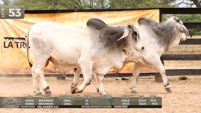 Lote LOTE 53