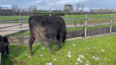 Lote 18 Vaquilla Preñada en Purranque, X Región Los Lagos