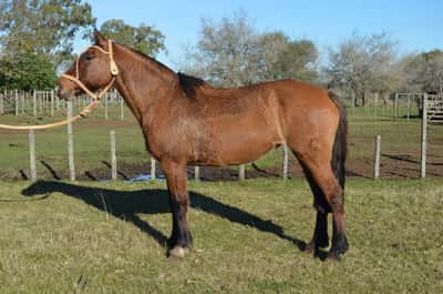 Lote BOINA VASCA DEL QUEGUAY