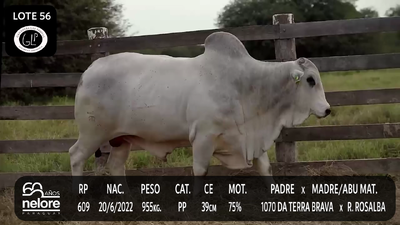 Lote LOTE 56