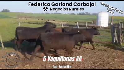 Lote 5 Vaquillonas 1 a 2 años ANGUS en OMBUES DE LAVALLE