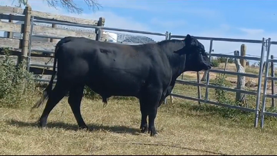 Lote (Vendido)Toros ANGUS en CONCHILLAS