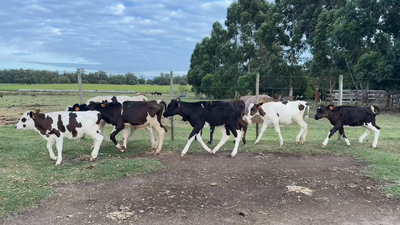 Lote TERNEROS