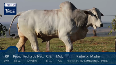 Lote LOTE 29