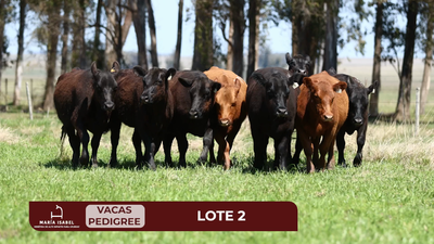 Lote Lote 16 - Vacas Y Vaq Vacias