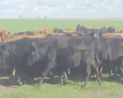 Lote 35 Vacas CUT  en Laprida, Buenos Aires
