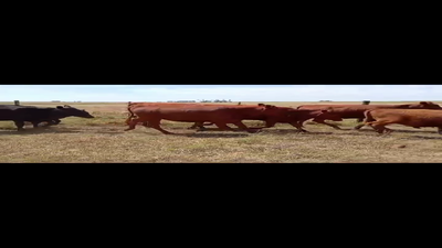 Lote VIENTRES ENTORADOS