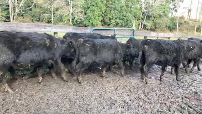 Lote 65 Vaquilla Engorda en Puyehue, X Región Los Lagos