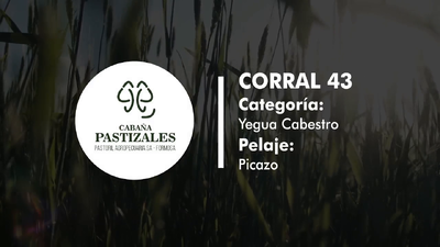 Lote YEGUA