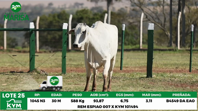 Lote Lote 25