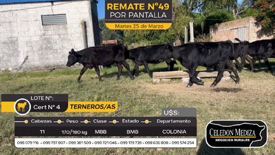 Lote 11 Terneros y Terneras en Tarariras, Colonia
