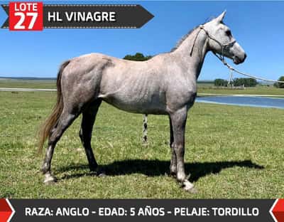 Lote HL VINAGRE