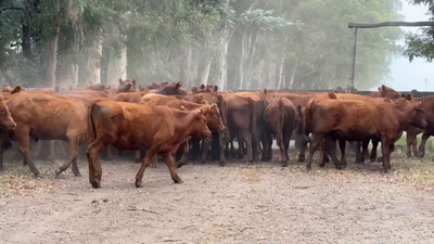 Lote 55 Novillitos