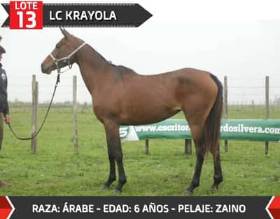 Lote LC  KRAYOLA