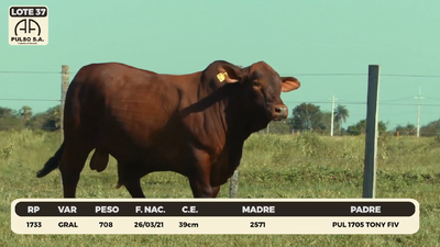Lote LOTE 37