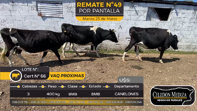 Lote 3 Vaquillonas preñadas en Otra Localidad, San José
