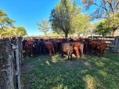 Lote 52 Novillitos en Gral. Lamadrid, Buenos Aires