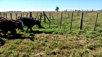Lote 25 Terneros/as en Navarro, Buenos Aires