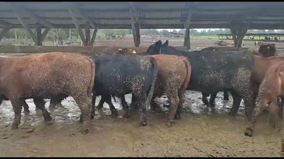 Lote 18 Novillo Gordo en Los Ángeles, VIII Región Biobío