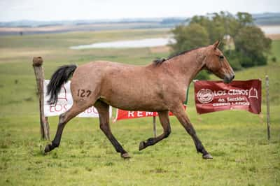 Lote CANDIDATA EL TACUARAL