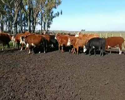 Lote 28 Vacas de Invernada 7 HER,  4 HER X AA,  7 HER X AACOL,  1 X BRAF,  1 HER X CC,  1 HE... 433kg - , Tacuarembó