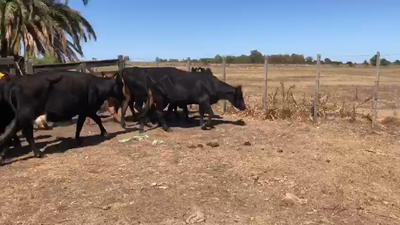 Lote 17 Vacas de Invernada 370kg -  en Cerro San Jose