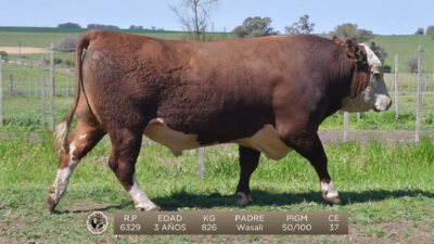 Lote Brete 1 - Santa Luisa Hereford