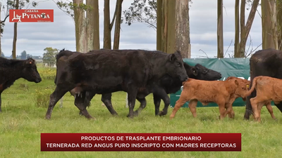 Lote 14 - Vaca Receptora con Cria al pie