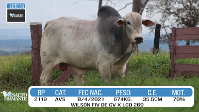 Lote LOTE 54