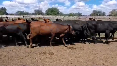 Lote 35 Vaquillonas C/ gtia de preñez en Villaguay, Entre Ríos