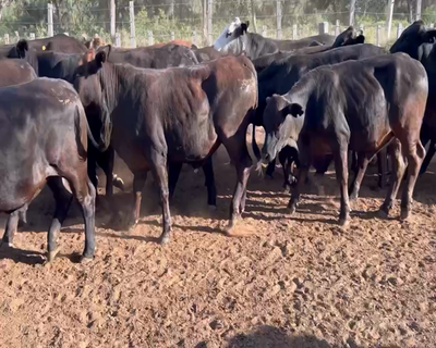 Lote 60 Novillitos en Juan José Castelli, Chaco