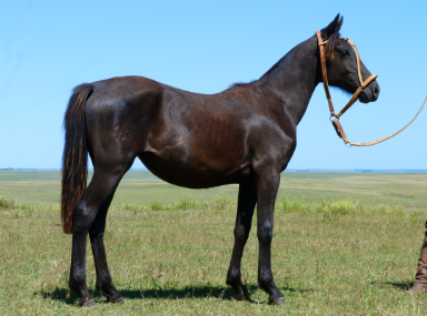 Lote Polvora Salpay