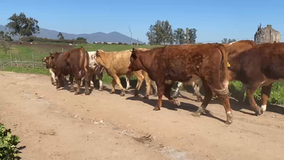 Lote 37 Novillo Engorda en Melipilla, Región Metropolitana