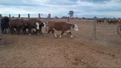 Lote 32 Vaquillonas Braford y sus cruzas en Villa Saralegui, Santa Fe