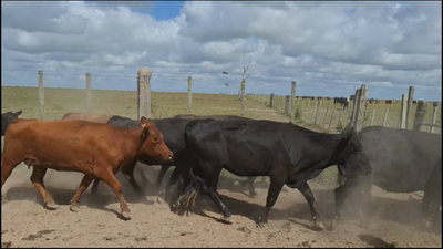 Lote 156 Piezas de cría en Treinta y Tres