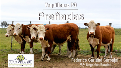 Lote VAQUILLONAS 4-6 DIENTES PREÑADAS PO  - POLLED HEREFORD