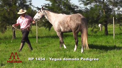 Lote YEGUAS DE ANDAR