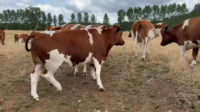 Lote 25 Vaquilla Preñada en Río Bueno, XIV Región Los Ríos