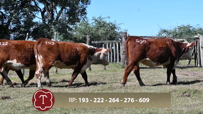  Lote 11 Vaq. para servicio