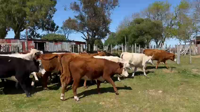 Lote 20 Vaquillonas  en Puntas de Chamizo