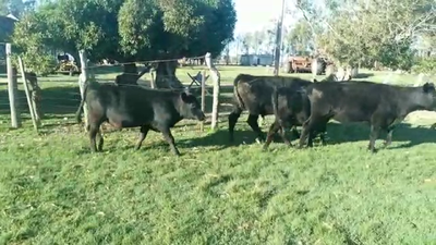 Lote TERNEROS/AS