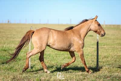 Lote Brigida Don Salvador