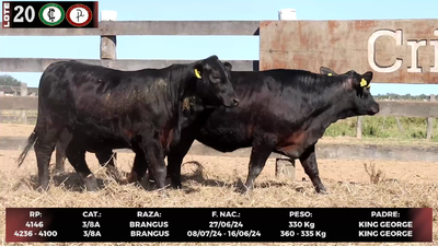Lote LOTE 20