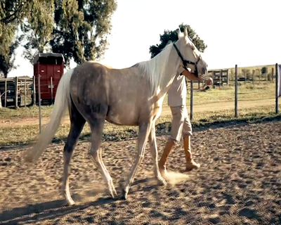 Lote LM JANGO VIK