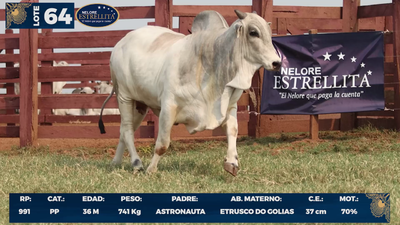 Lote LOTE 64