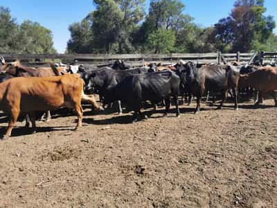Lote 50 Vacas de invernar en Juan José Castelli, Chaco
