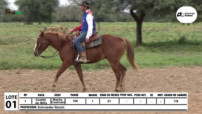 Lote Lote 1