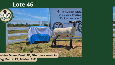 Lote PxC